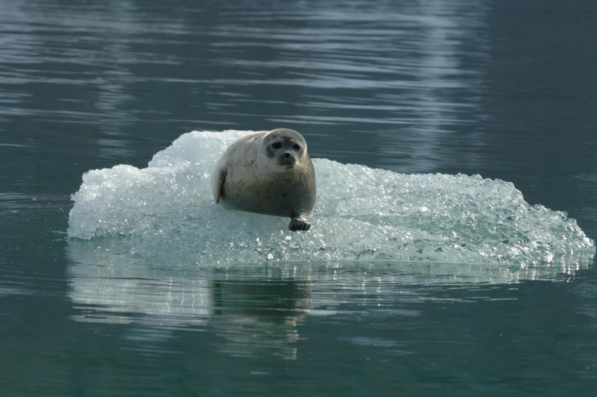 Svalbard’s Ringed Seals in a Changing Climate | Svalbards miljøvernfond